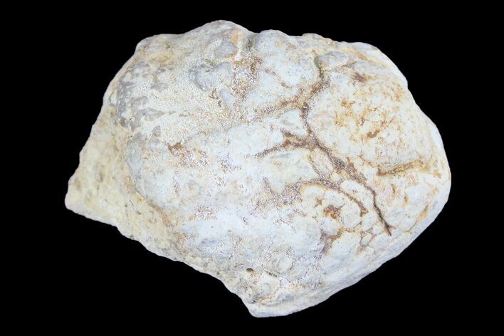 Cretaceous Fish Coprolite (Fossil Poop) - Kansas #93782